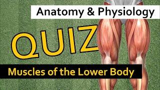 QUIZ: Muscles of the Lower Body | Anatomy & Physiology