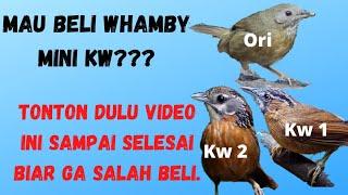 Whambi mini KW/Burung Tepus lurik