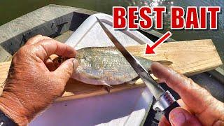 How To Catch Catfish! Complete Guide From Catching Bait To Catching Catfish!