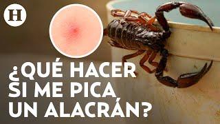 ¡Temporada de alacranes en México! Esto debes hacer en caso de ser picado por uno de estos animales