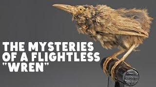 What Really Happened to Lyall’s Wren?