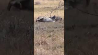 Lion Downed by King Cobra & More Big Cat Moments!