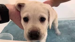 Lab Puppy DONNER takes a Bath Before his Christmas Party!  #labrador #puppy #cutepuppies