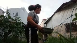 Gardening daily life routine ofw life Taichung Taiwan