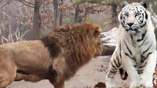 DO NOT WATCH !! Lion VS White Tiger Fight To The Death