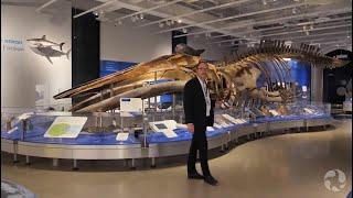 See a real blue whale skeleton and more in this virtual tour of our Water Gallery