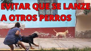 COMO EVITAR QUE TU PERRO ROTTWEILER SE LANZE A OTROS PERRO O A PERSONAS