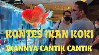 Kontes Ikan Mas Koki 2022 || Juara 1 Harganya Jadi Mahal.