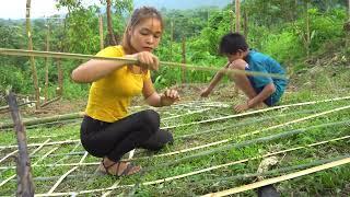 Thị Hiền and Orphan Boy Vegetable Gardening - Cooking - Bad guys attack while sleeping