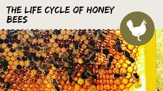 The Life Cycle of Honey Bees