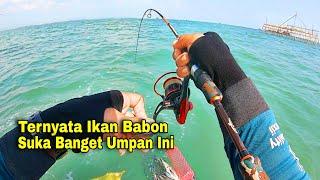 AUTO PANEN‼️Terbukti Umpan Ini Paling Ampuh Memikat Ikan Babon-babon, Bikin Iri Pemancing Lain