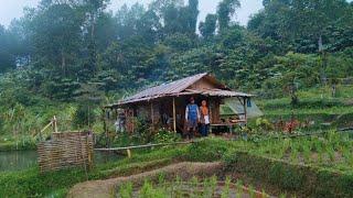 NEKAD !! SATU KELUARGA MEMILIH TINGGAL DI PUNCAK GUNUNG TANPA LISTRIK DI KELILINGI HUTAN LEBAT