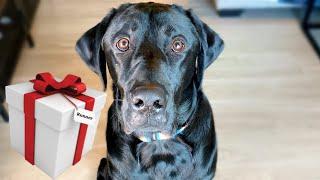 My Dog Unwraps Christmas Presents!!