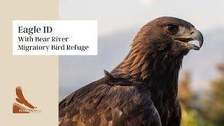 IDing Eagles with Bear River Migratory Bird Refuge