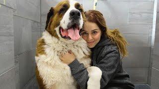 Don't let his cute face fool you  | Stubborn St. Bernard