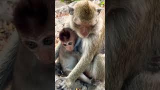 #Animakey #mom&baby#lovelymonkey#babysocute#viral#animals#youtube#shorts#like#Subscribe#