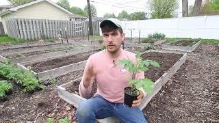 2 Ways to Plant Tomatoes for Best Results