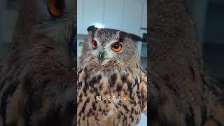 今日のジュニ君ソファーで #ジュニちゃん #owl #cutebird