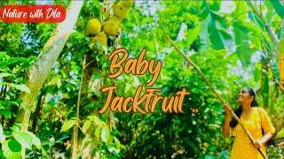 Traditional Baby jackfruit curry recipe| මස් වගේ ගැමි  රසට හදපු පොලොස් ඇඹුල | Nature with Dila
