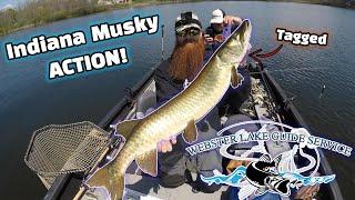 Catching TAGGED Muskys with Webster Lake Guide Service! | April Indiana Musky Fishing | #musky