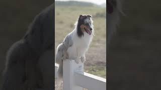 Dog Posing on Fence #shorts