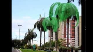 MATÉRIA - Condomínio de luxo em Manaus mata centenas de periquitos. - 02/12/2014.