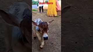 Just Born #Srikrishna Little Calf # Smallest Calf # Just 10inc height #Miniature Punganuru