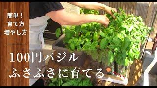 [Kitchen garden] How to grow a large amount of basil from 100 yen seeds