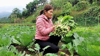 Harvest vegetables to market and sell.Sương thảo nguyên