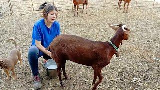 Ordeñando a las cabras, la verata se la reservo a Tamboríl