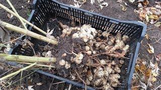 Harvesting Jerusalem Artichokes (Sunchokes) - The Wisconsin Vegetable Gardener Extra 73