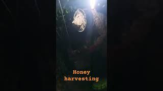 Honey harvesting in action