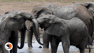 Getting up close to the world's largest land mammal, the African elephant.