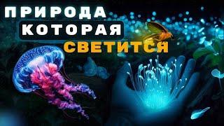 Магия природы: биолюминесценция | Свет в темноте!