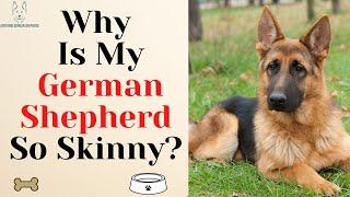 Why Is My German Shepherd So Skinny? How Do I Fatten Up My GSD & Monitor Their Weight?