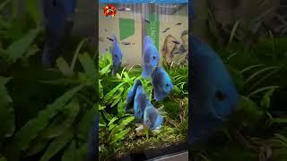 6 Jenis Ikan Air Tawar Termahal Di Dunia Part 2 #shorts #youtubeshorts #fyp #trending #feedshorts