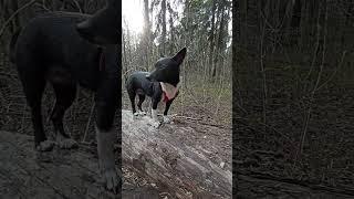 полоса препятствий на дереве для собаки
