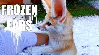 Cute Fennec Fox is HAPPY Playing in SNOW with MOM!