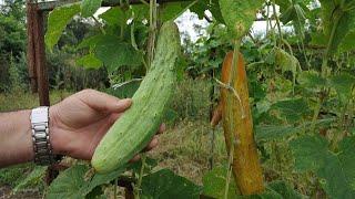 Grow Cucumbers with No Garden Required / Simple Tricks Revealed