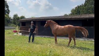 Problem Horse keeps diving for grass! Lets see if we can help him!