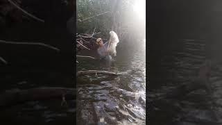 Traditional fishing @ Candijay Bohol, Philippines