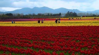 Washington Grown Features Skagit Valley Tulip Festival's Tulip Growers