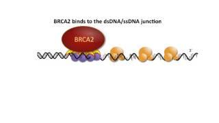 BRCA2 in homologous recombination