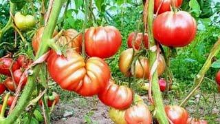 Growing to harvesting heirloom tomatoes from seeds