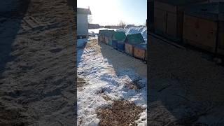 пчеловодный сезон 2025 открыт