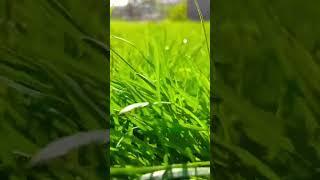 Один день в селі за декілька секунд #мандри #мандруйукраїною #подорожі #село #відпочинок #дача