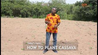 The 'Six Steps' way of planting cassava - Cassava Matters TV Episode 7