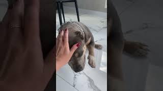 #bullypocket #bul #юмор #смех #собакадруг #любимыепитомцы ️ #ambully #americanbully #kingdom