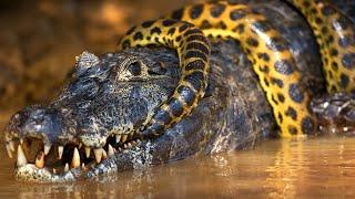 Chasing The Giants Of Guyana With Caimans and Anacondas