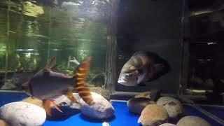 Stories of flagtail red fin Prochilodus, 1ft/30cm 4yo & 16"/40cm 8yo, in 1800 gal